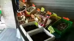 La boutique - Le Quai des Pirates - Coquillages Martigues - top restaurant MARTIGUES